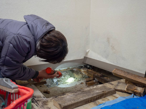 Best Biohazard Mold Removal  in Bing, OR