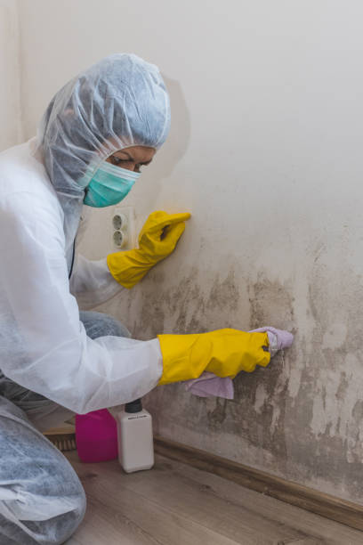 Forensic Mold Investigation in Boring, OR