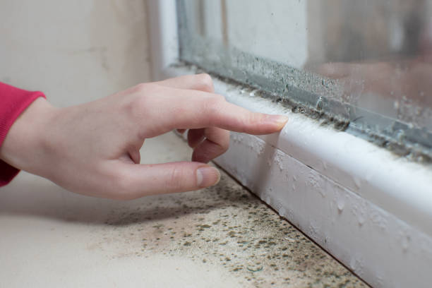 Best Mold Documentation for Insurance Claims  in Bing, OR