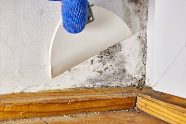 Dehumidification Services in Boring, OR
